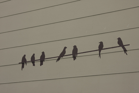 Birds on a wall